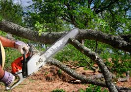 Professional Tree Care in Salamanca, NY